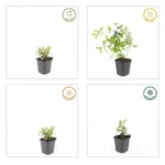 Ceratostigma plumbaginoides stagione