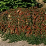 Cotoneaster queen of carpets