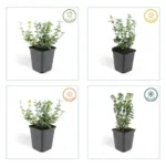 Euonymus 'Emerald 'n Gaity' stagione