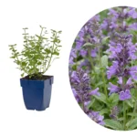 Nepeta 'Walker's Low'