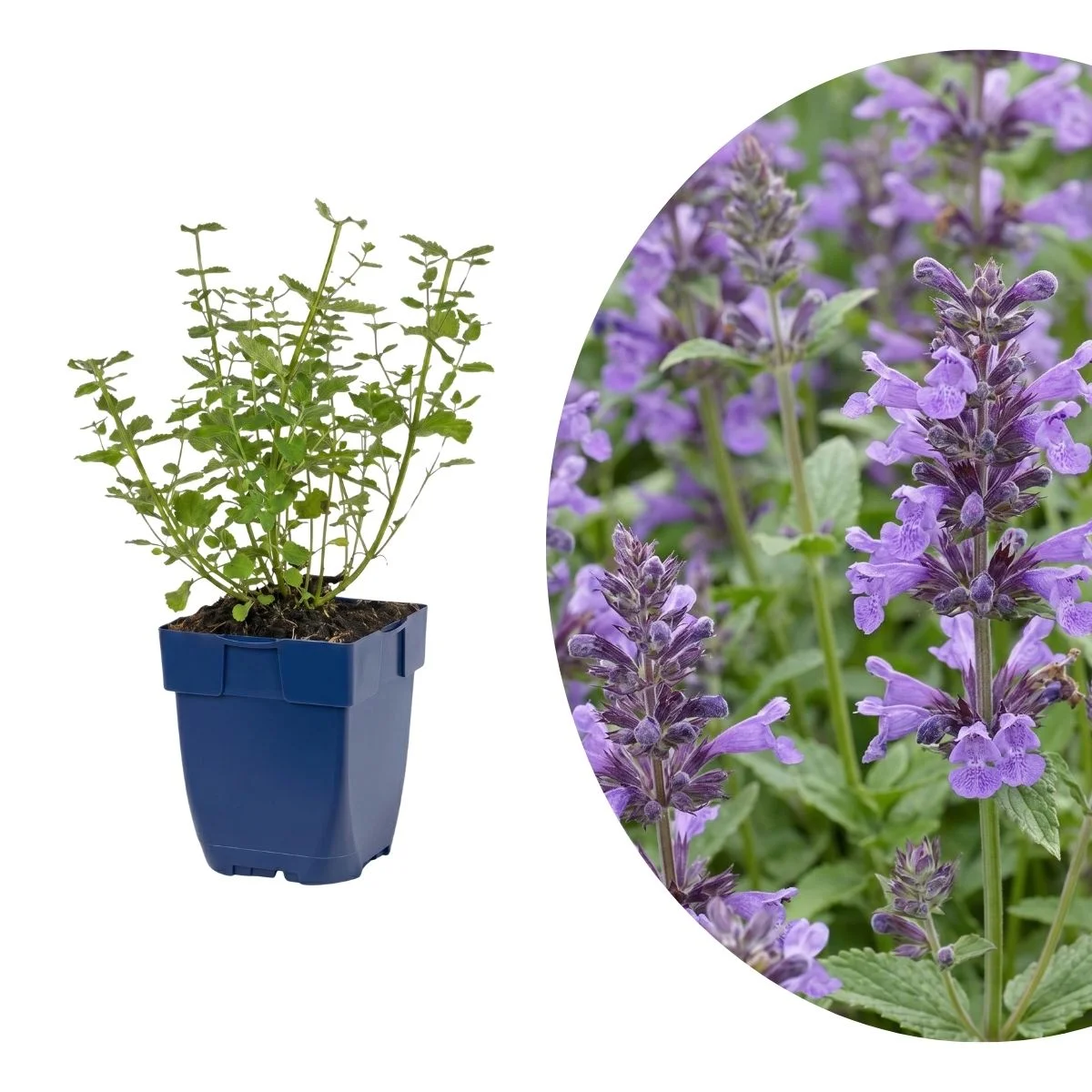 Nepeta 'Walker's Low'