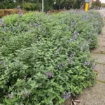Nepeta 'Walker's Low'