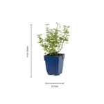Nepeta 'Walker's Low' dimensioni