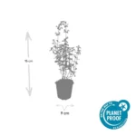 Nepeta 'Walker's Low' dimensioni