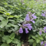 Nepeta 'Walker's Low' fiore