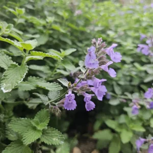 Nepeta 'Walker's Low' fiore