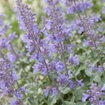 Nepeta 'Walker's Low' fioritura