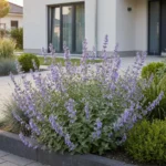 Nepeta 'Walker's Low' pianta fiorita