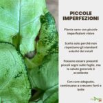 Piccole imperfezioni