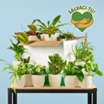 Salvaci tu - Set 12 Piante da Interno vaso viber bianco