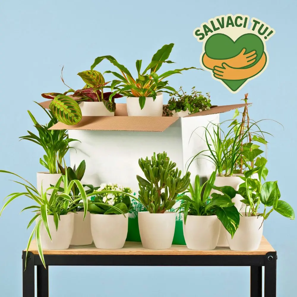 Salvaci tu - Set 12 Piante da Interno vaso viber bianco