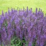 Salvia nemorosa ‘Ostfriesland’