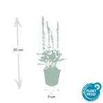 Salvia nemorosa ‘Ostfriesland’ dimensioni