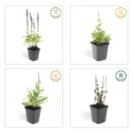 Salvia nemorosa ‘Ostfriesland’ stagione