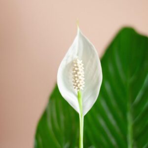 Spathiphyllum ‘Sweet Lauretta’ fiore