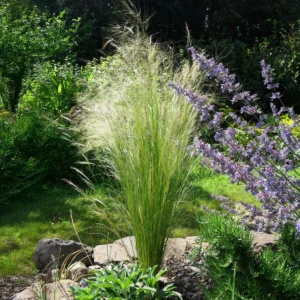 Stipa tenuissima Pony tails