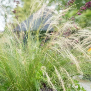 Stipa tenuissima 'Ponytails' dettaglio