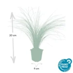 Stipa tenuissima 'Ponytails' dimensioni
