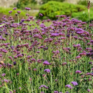 Verbena bonariensis