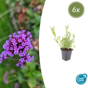 Verbena bonariensis 6 piante