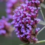 Verbena bonariensis dettaglio fiore
