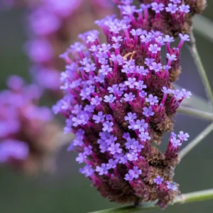 Verbena bonariensis dettaglio fiore