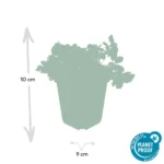 Waldsteinia ternata dimensioni