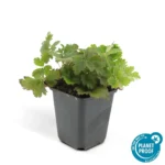 Waldsteinia ternata pianta vaso 9