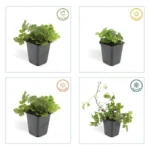 Waldsteinia ternata stagione