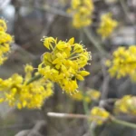 Fiore cornus mas corniolo