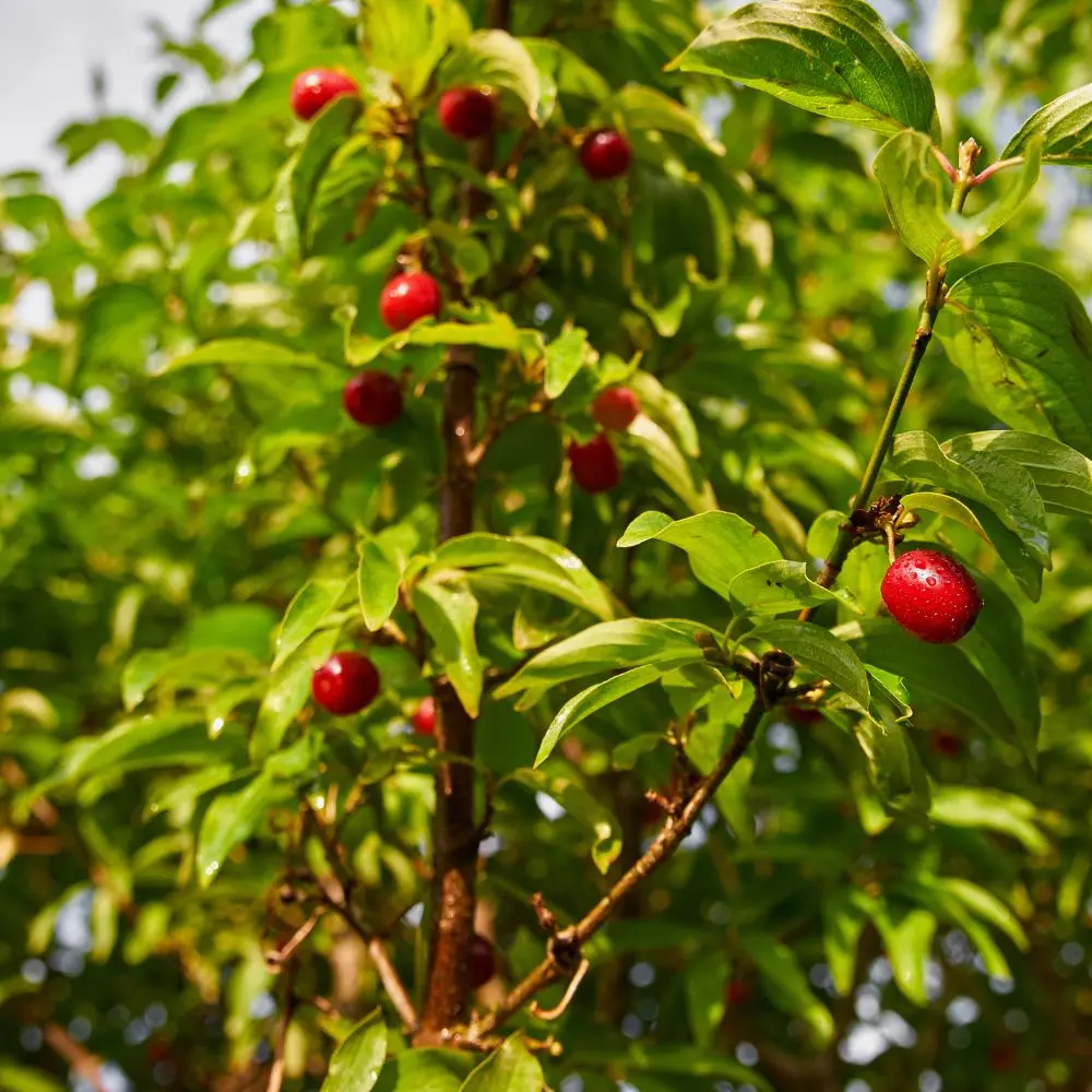 Frutti cornus mas corniolo