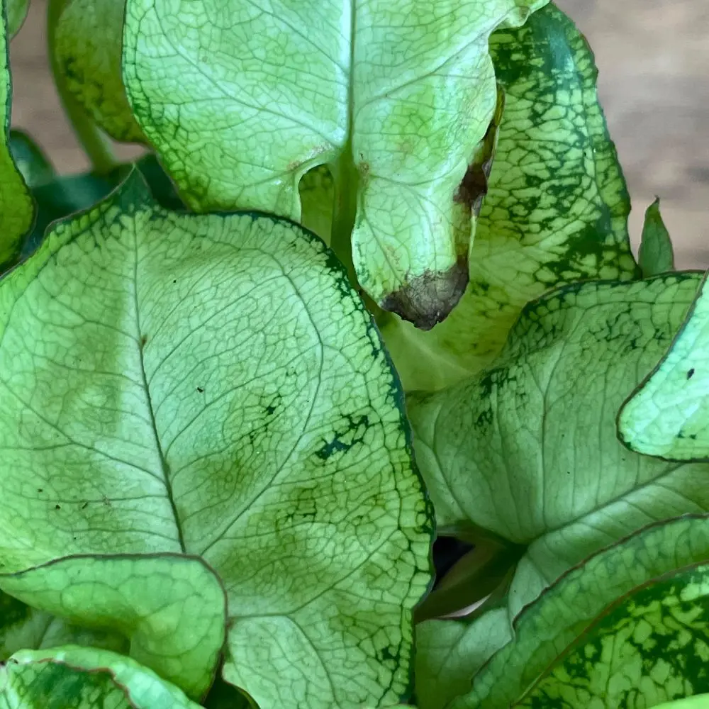 Salvaci - esempio pianta di seconda scelta 1