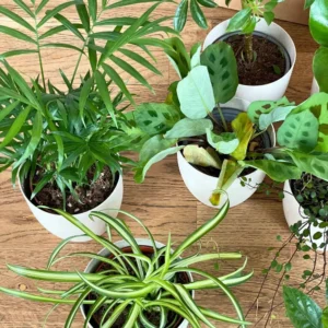 Salvaci - esempio pianta di seconda scelta 3