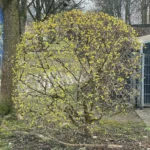 fioritura cornus mas corniolo