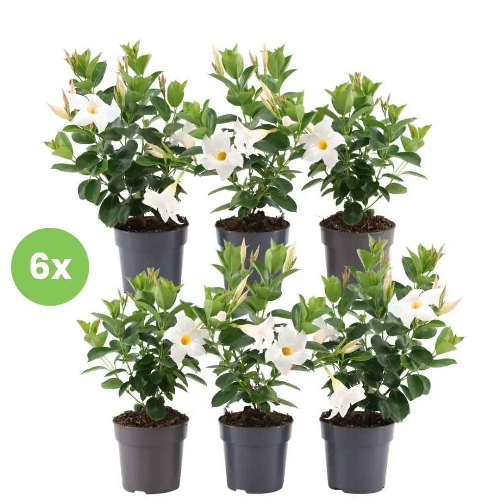 Dipladenia Bianca - Mandevilla sanderi 6 piante vaso 12cm