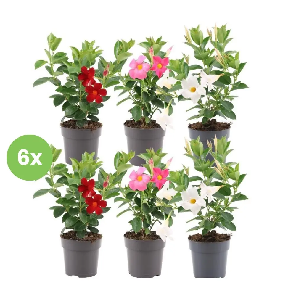 Dipladenia Mix - Mandevilla sanderi 6 piante vaso 12cm