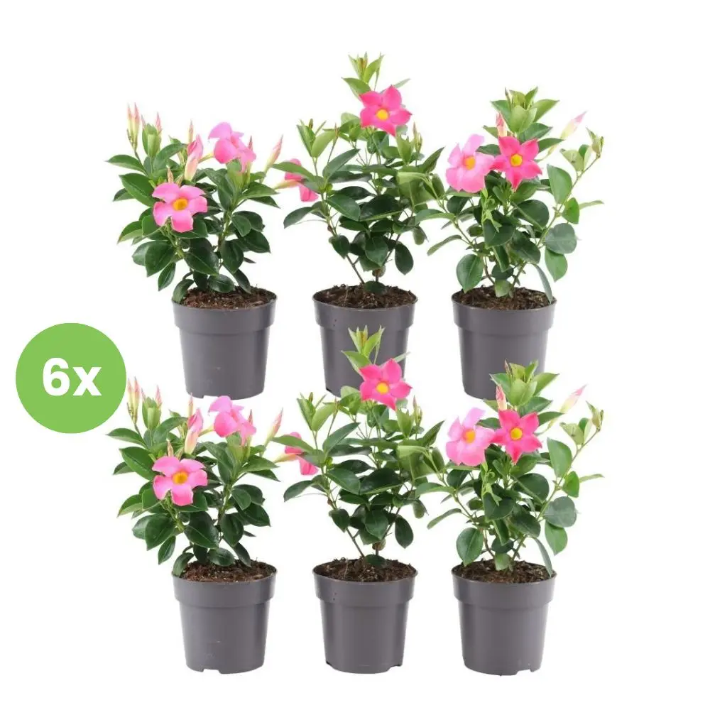 Dipladenia Rosa- Mandevilla sanderi 6 piante vaso 12cm
