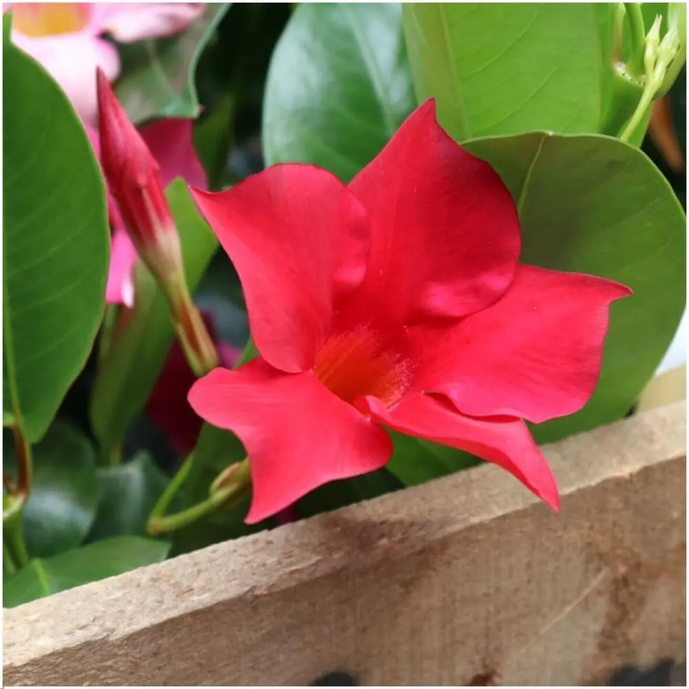 Dipladenia Rossa- Mandevilla sanderi fiore