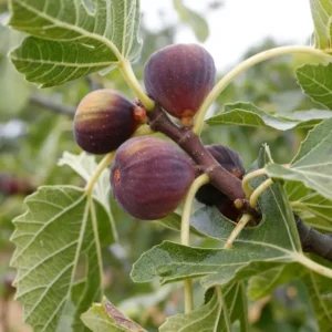 Fico Ficus carica frutto