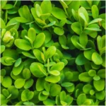 Buxus Sempervirens Bosso foglie