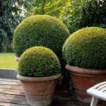 Buxus Sempervirens Bosso topiaria