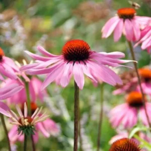 Echinacea purpurea 'Magnus'
