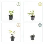 Echinacea purpurea 'Magnus' comportamento stagionale