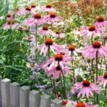 Echinacea purpurea 'Magnus' fioritura