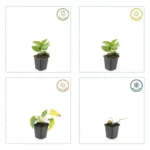 Rudbeckia fulgida 'Goldsturm' comportamento stagionale