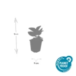 Rudbeckia fulgida 'Goldsturm' dimensione pianta vaso 9cm