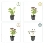 Sedum 'Herbstfreude' comportamento stagionale