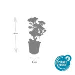 Sedum 'Herbstfreude' dimensione pianta vaso 9cm