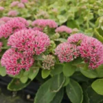 Sedum 'Herbstfreude' fioritura