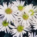 Aster ageratoides 'Ashvi' fiore